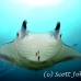 ray_manta_han_baa_h_0549_mal1298.jpg